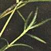 Potamageton trichoides