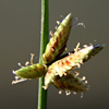 Cyperus distachyos