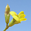 Medicago laciniata