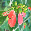 Euphorbia  cyathophora