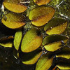 Salvinia natans