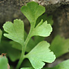 Asplenium ruta-muraria