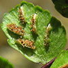 Asplenium trichomanes