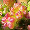 Chenopodium chenopodioides