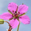 Erodium glaucophyllum