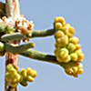 Ephedra ciliata