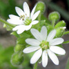 Stellaria cupaniana