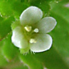 veronica panormitana