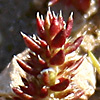 Crassula alata