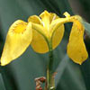 Yellow Iris,Yellow Waterflag,Jacob%27s Sword 