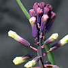 Purple Roman squill, Turkish bellevalia, 