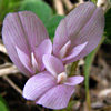 Trifolium israeliticum