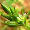 Minuartia mediterranea