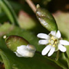 Erophila praecox