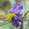 Solanum elaeagnifolium