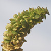 Parietaria alsinifolia