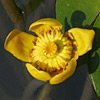 Nuphar lutea