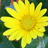 Chrysanthemum myconis