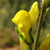 Linaria tenuis