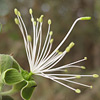 Maerua crassifolia