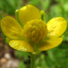Ranunculus paludosus