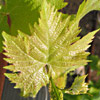 Vitis vinifera