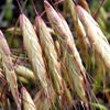 Bromus tigridis