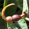 Aristolochia parvifolia