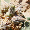 Launaea capitata