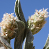 Plantago ciliata