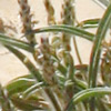 Plantago cylindrica