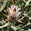 Centaurea lanulata