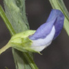 Lathyrus  hirsutus