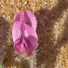 Astragalus annularis