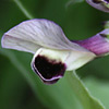 Vicia galilaea