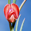 Lathyrus sphaericus