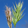 Bromus scoparius