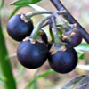 Solanum nigrum