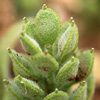 Alyssum szovitsianum