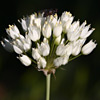 Allium qasyunense