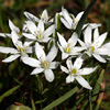 Ornithogalum eigii