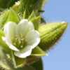 Cerastium dichotomum