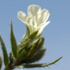 Nonea ventricosa