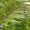 Stipa capensis