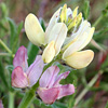 Lupinus hispanicus