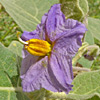 Solanum incanum