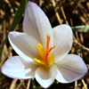 Crocus hermoneus subsp.palaestinus