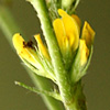 Trigonella monspeliaca