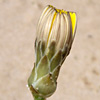 Launaea resedifolia