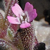 Silene sedoides